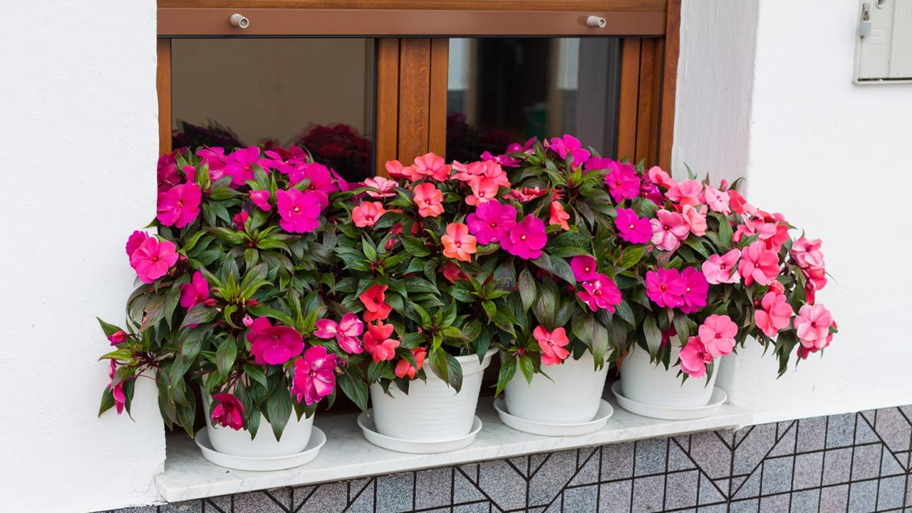 Que Flores usar en el Verano 2022